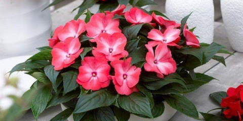 55 Fotografie balzámu: péče na zahradě a doma